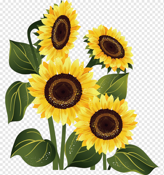 Подсолнух на прозрачном фоне