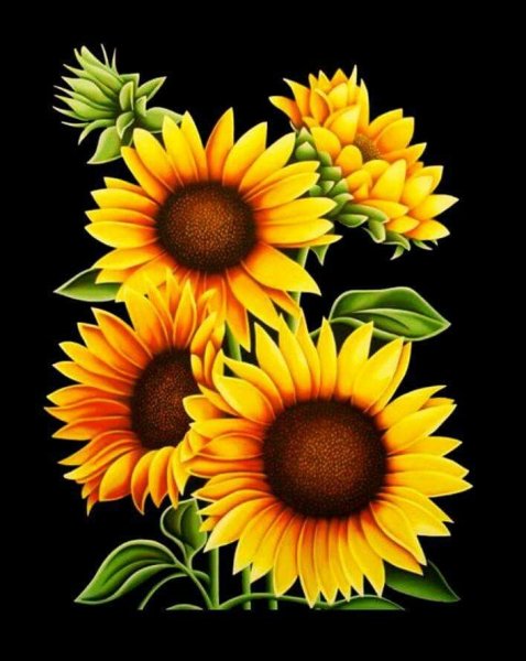 Подсолнух Girasole