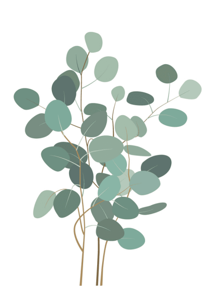 Эвкалипт крученый