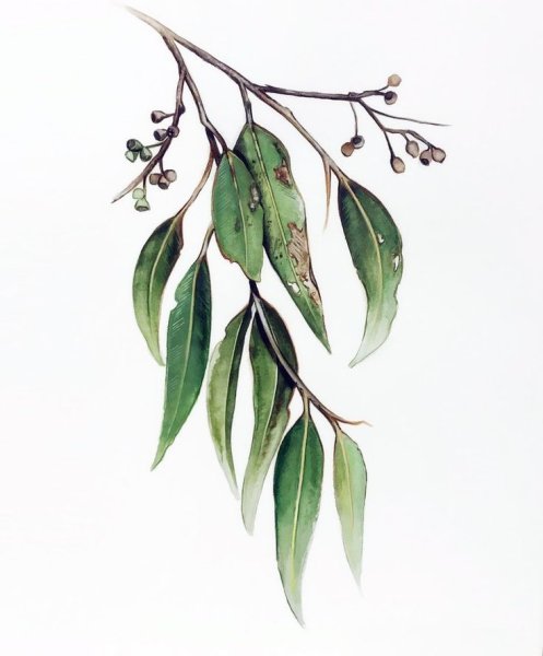 Ботаническая иллюстрация Eucalyptus