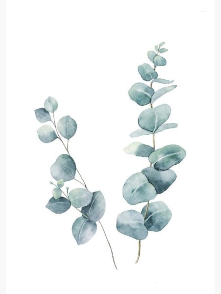 Веточка эвкалипта