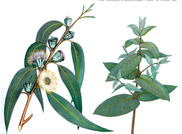 Эвкалипт прутовидный (Eucalyptus viminalis Labill)