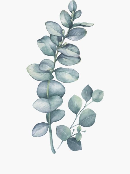 Эвкалипт акварель