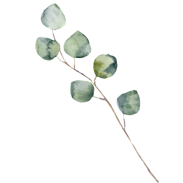 Эвкалипт вектор