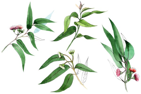 Эвкалипт прутовидный гербарий