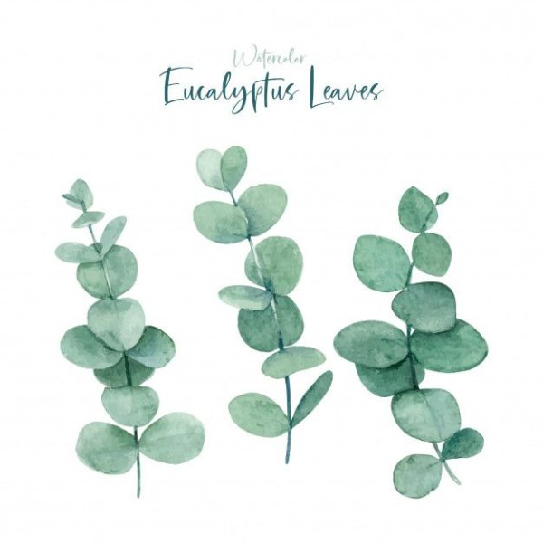 Leaf Eucalyptus Aquarell
