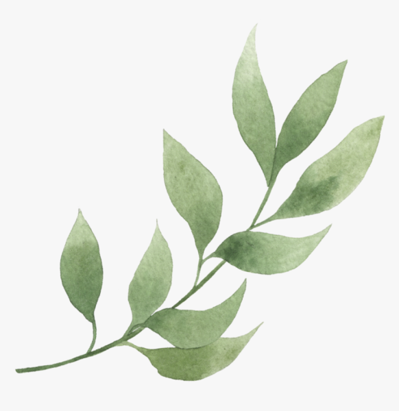 Эвкалиптовый лавр