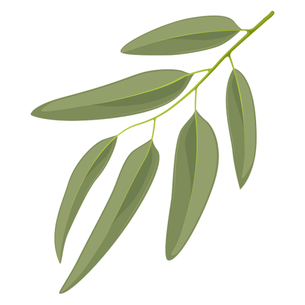 Веточка эвкалипта