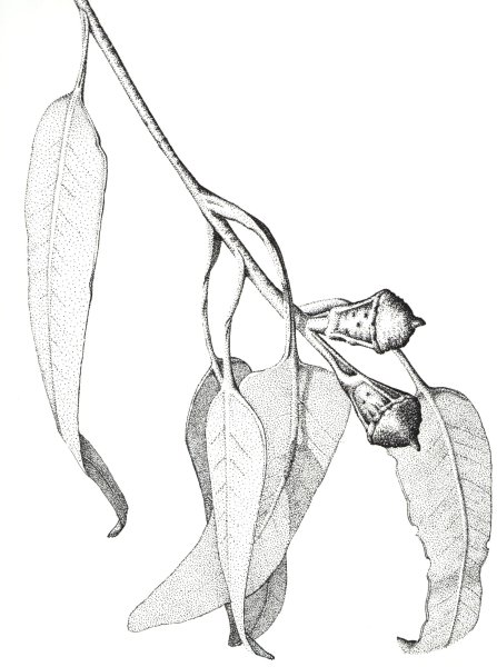 Ветка карандашом