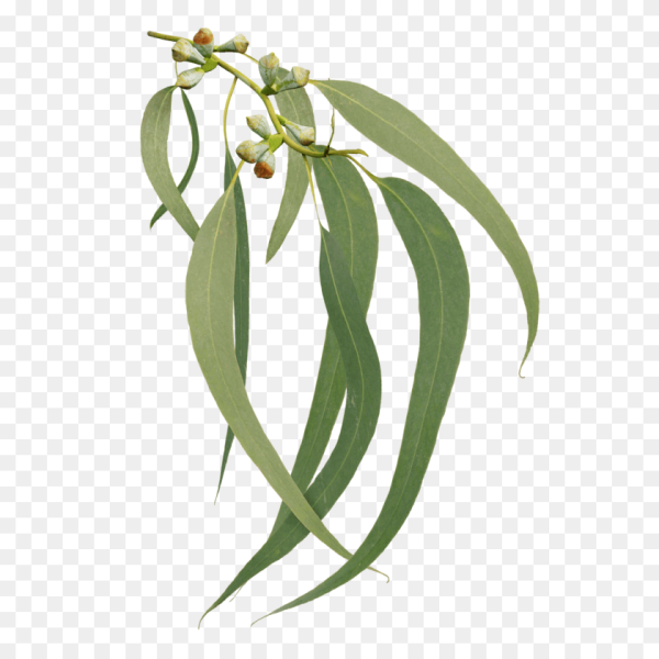 Веточка эвкалипта