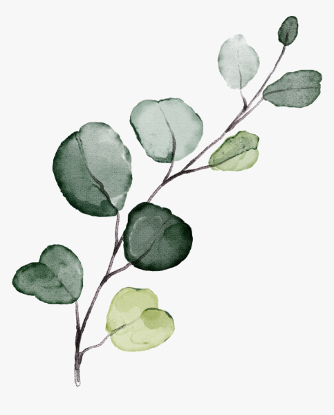 Eucalyptus polybractea
