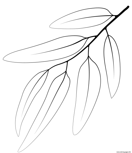 Эвкалипт раскраска