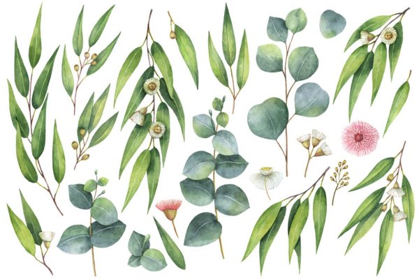 Ботаника акварелью эвкалипт