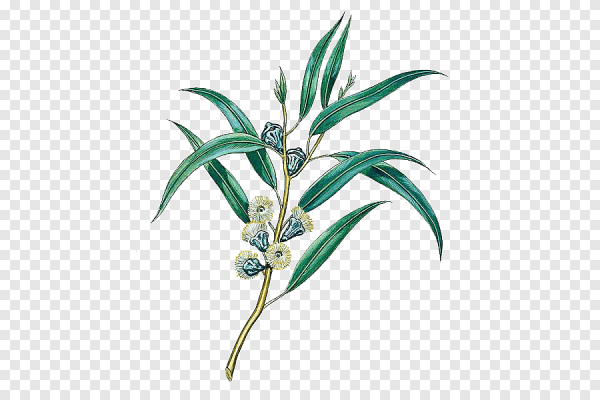 Эвкалипт прутовидный ГФ