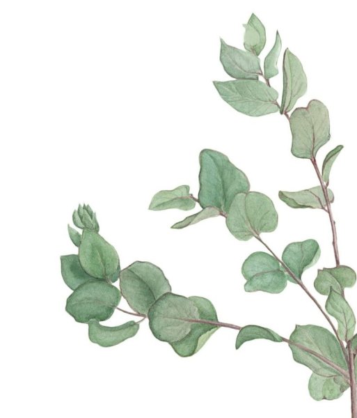 Ботаника акварелью эвкалипт