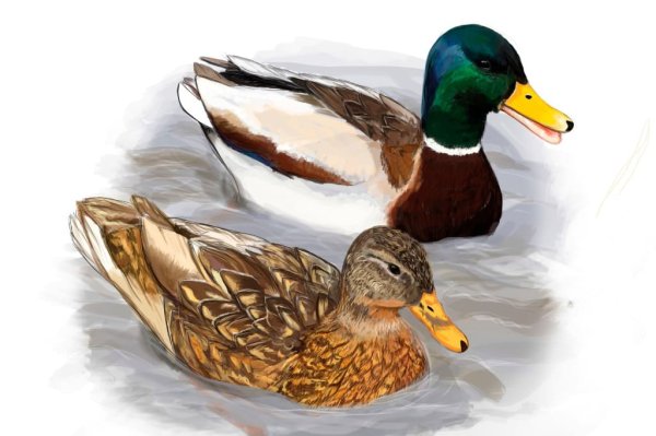 Утка на белом фоне