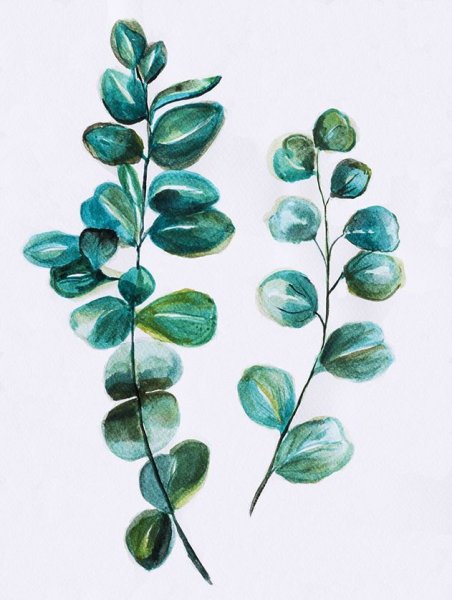 Leaf Eucalyptus Aquarell