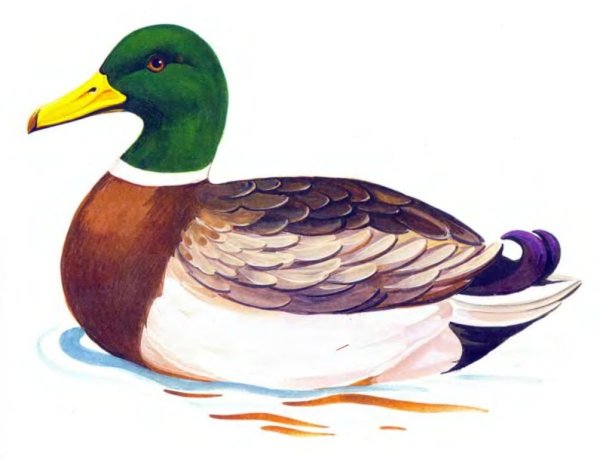 Утка для дошкольников