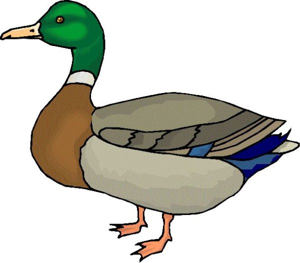 Утка хромка пришвин