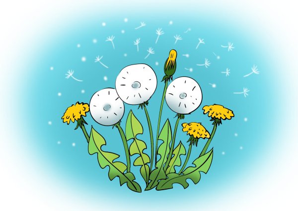 Одуванчик на прозрачном фоне