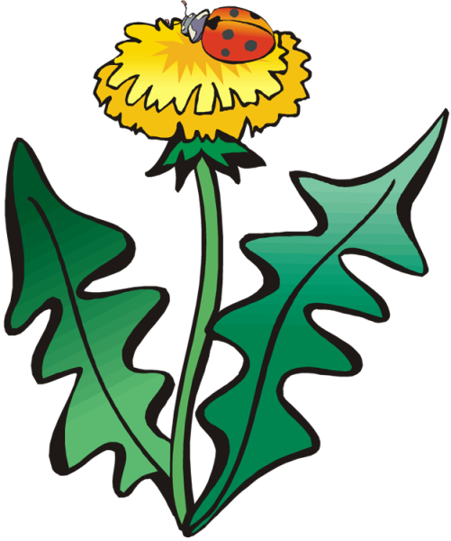 Одуванчик для детей