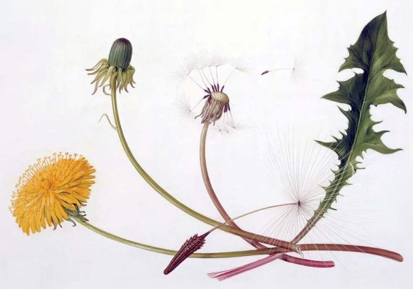 Taraxacum officinale иллюстрация