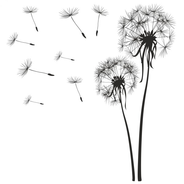Одуванчик рисунок карандашом