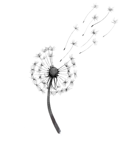 Одуванчик на белом фоне