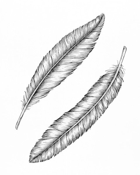 Перья птиц
