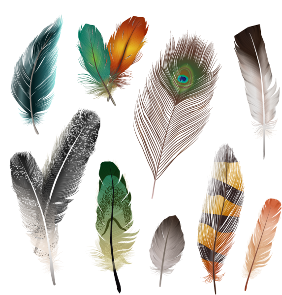 Птичье перо