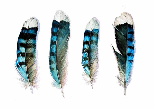 Цветные перья