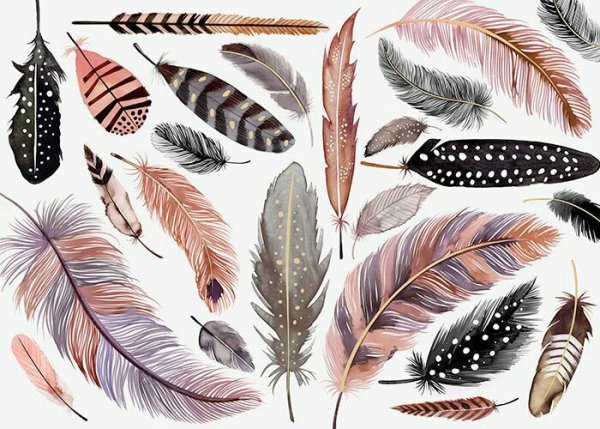 Перо птицы Графика