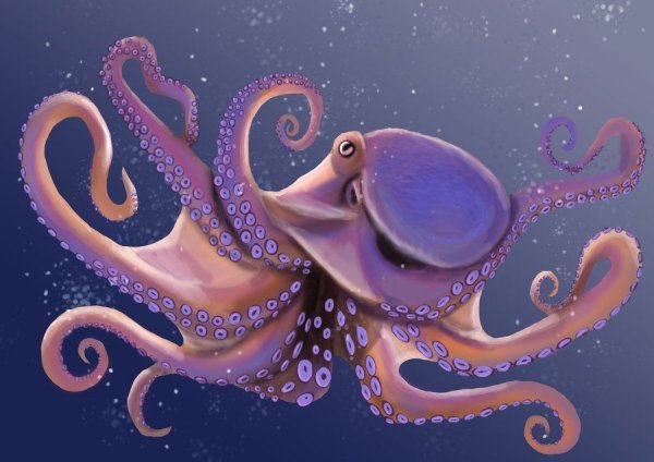 Разноцветный осьминог
