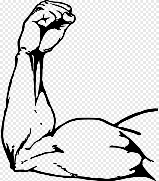 Бицепс рисунок