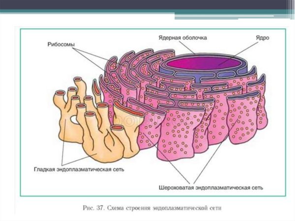Строение ЭПС клетки