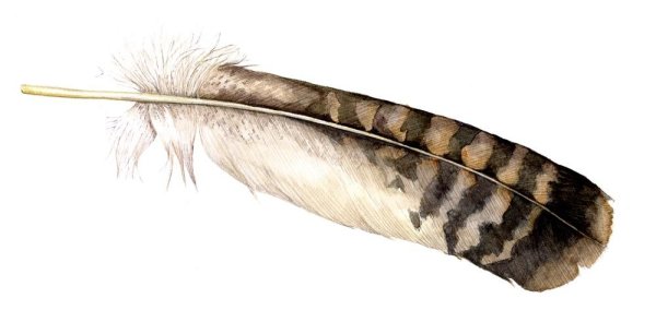 Полосатое перо птицы