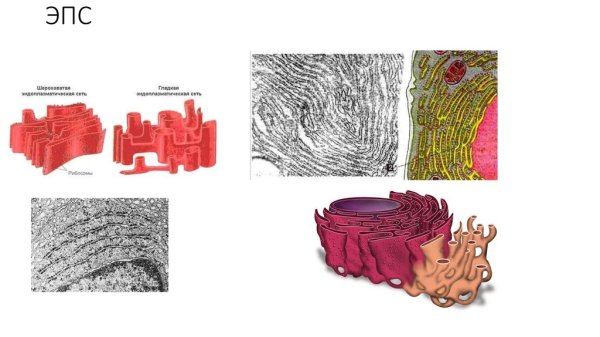 Шероховатая ЭПС строение