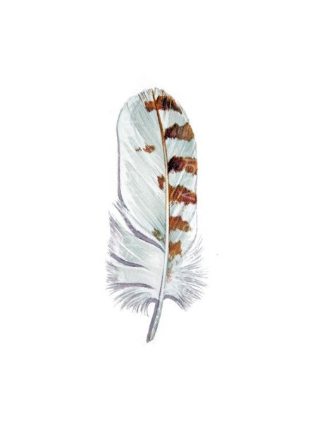 Перья Совы акварель