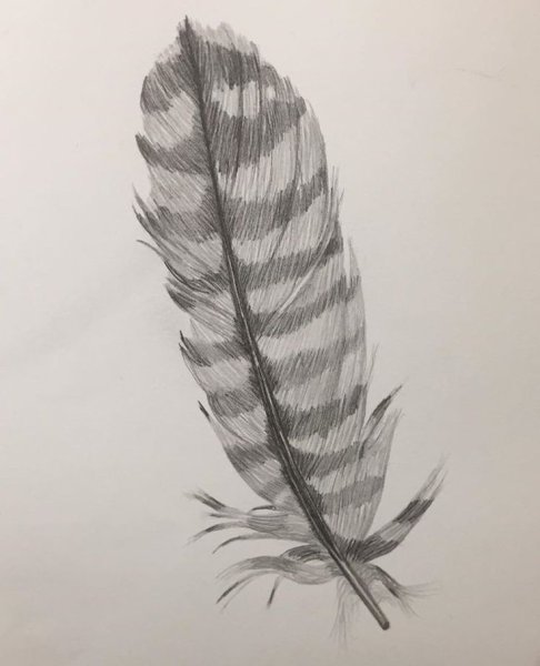 Перо птицы для рисования