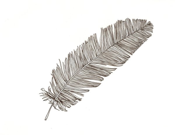 Перо рисунок без фона