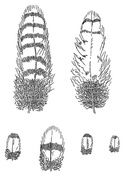 Контурное перо