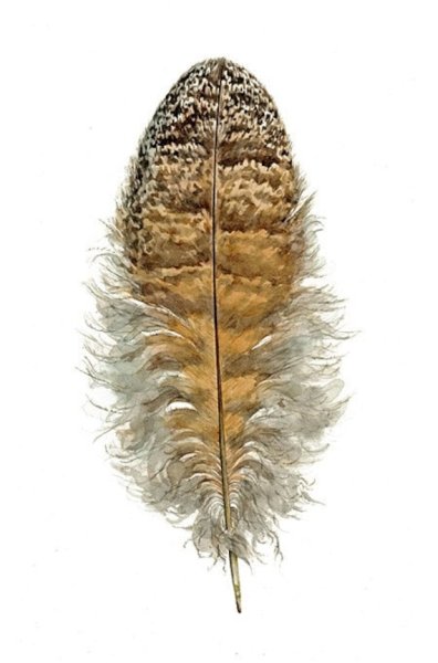 Перо Совы без фона