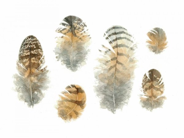 Перья птиц Совы акварель