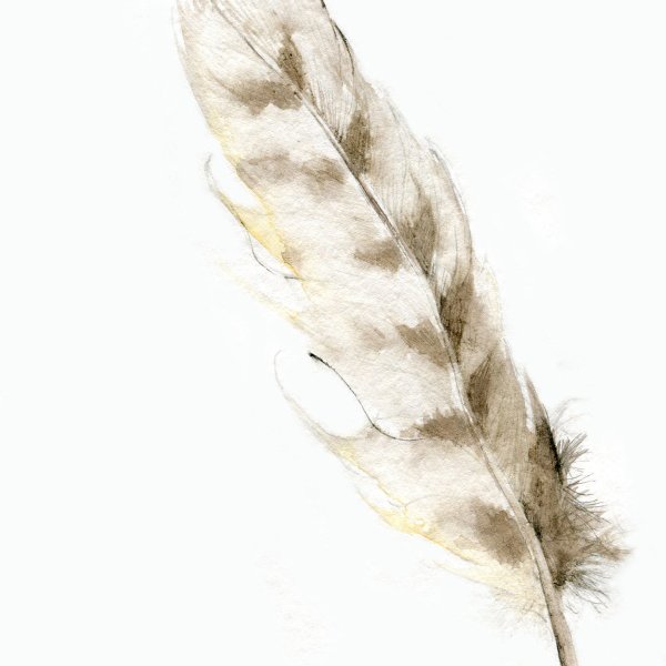 Перо Совы тату