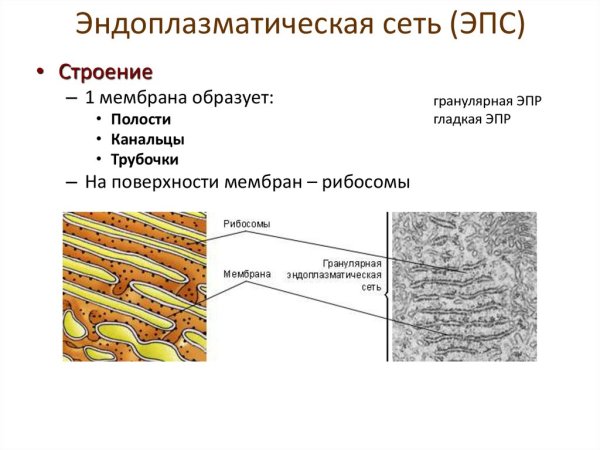 Шероховатая эндоплазматическая сеть строение