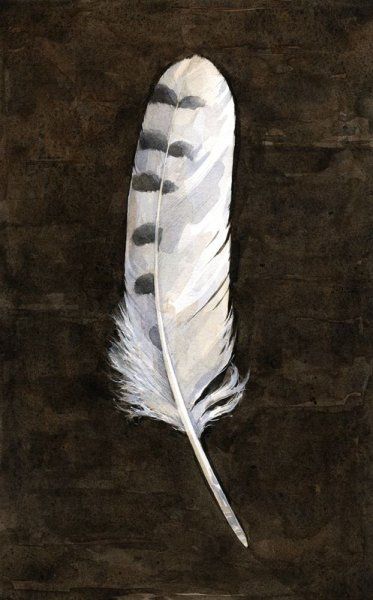 Перо полярной Совы