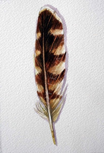 Перья Совы акварель