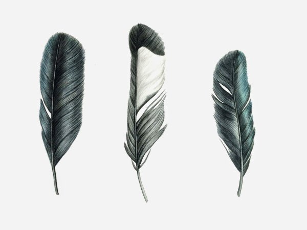 Птичье перо