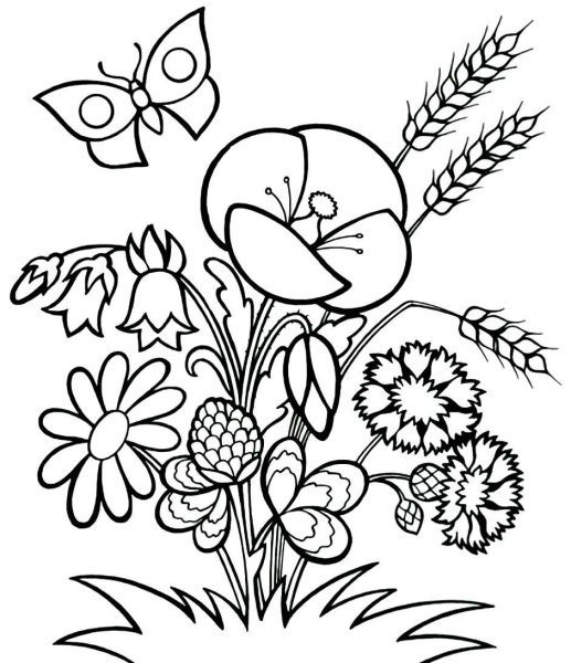 Полевые цветы раскраска