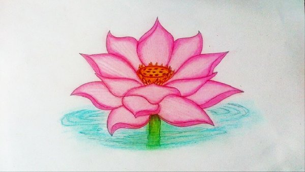Лотос орехоносный нарисов